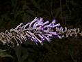 Weeping Butterfly Bush